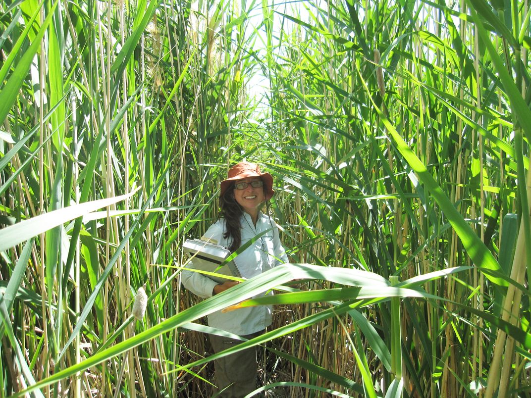 A scientist in field clothes and an orange hat stands in a wetland surrounded by green Phragmites reeds roughly twice as tall as she is.