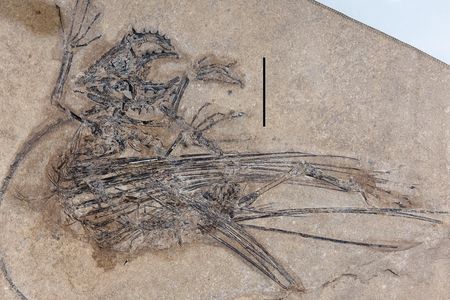 Fossilized weigeltisaurid skeleton on beige background