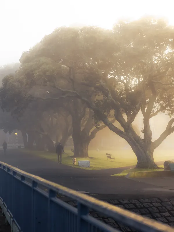 Into the Light on a Fog-Draped Path thumbnail