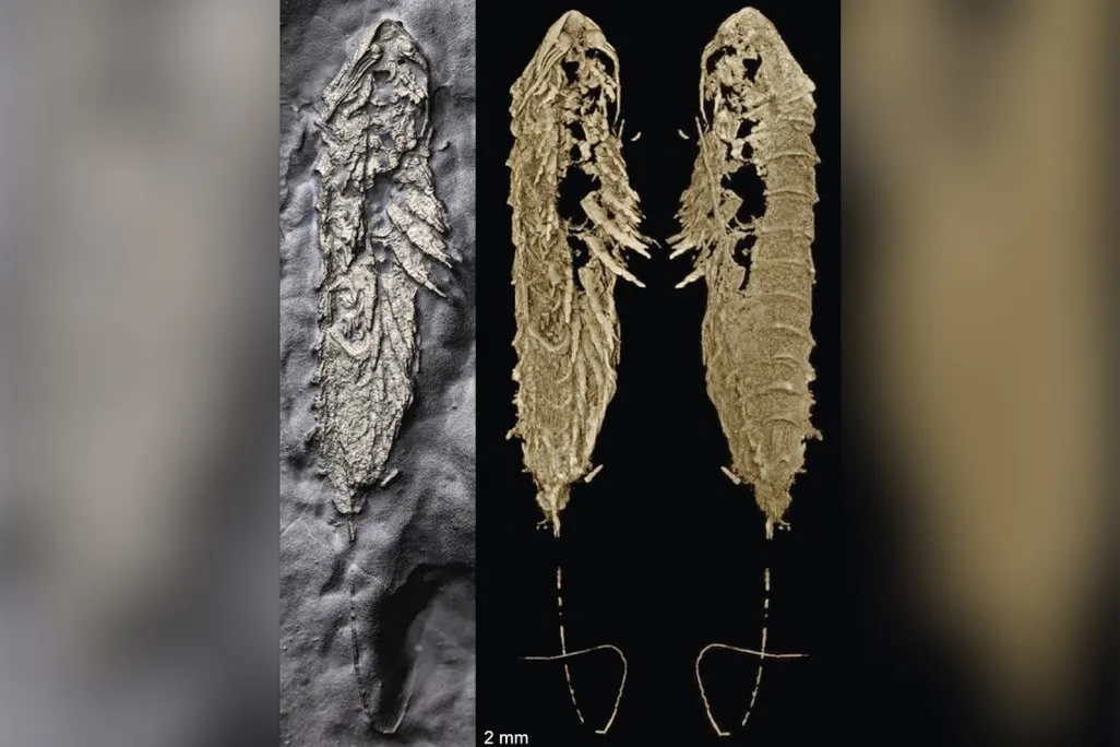 fossil and CT scans of an arthropod