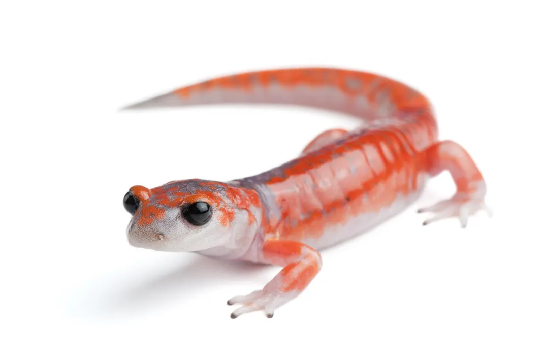 a pink, white and gray salamander with wide, black eyes