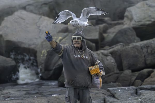 Maine Life thumbnail