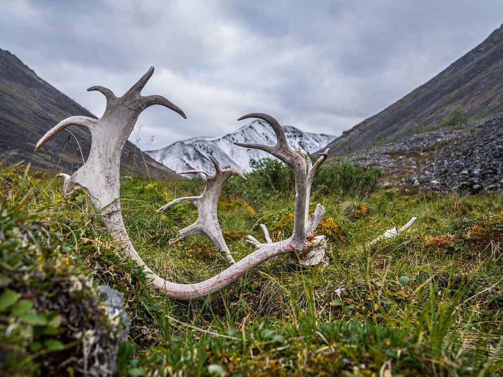 Antler in Field