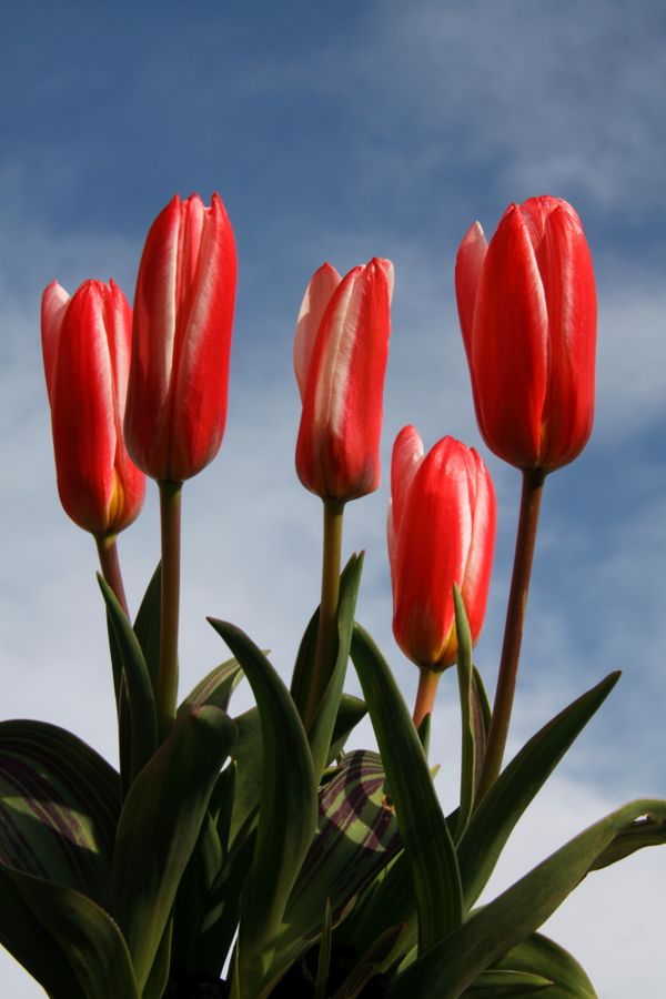 Tulips in my back garden thumbnail