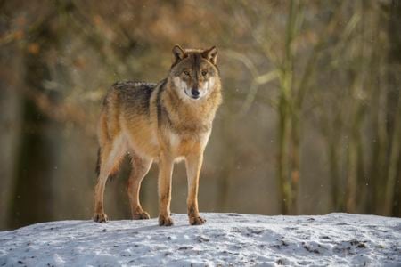 When gray wolves were removed from Endangered Species List&nbsp;15 months ago, hunting of the species dramatically increased