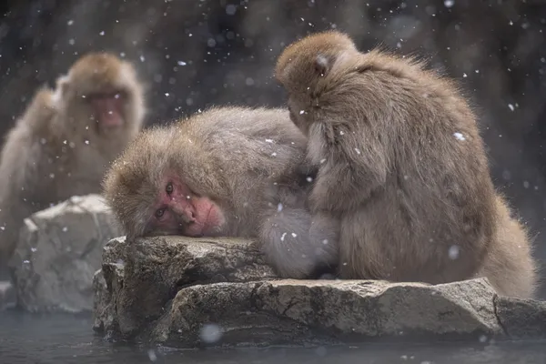 The snow monkeys of Nagano thumbnail