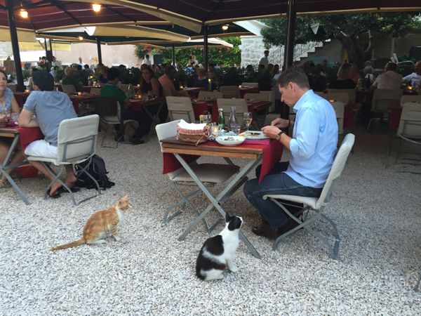 Cats waiting for solo diner to throw them some dinner thumbnail