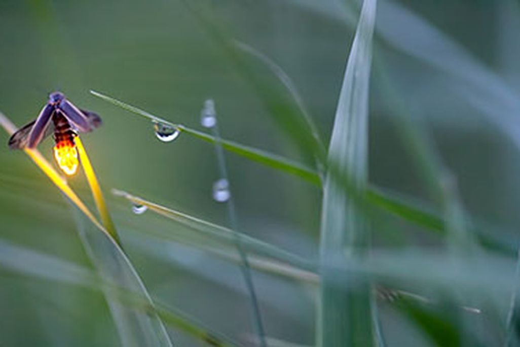 Amber Firefly