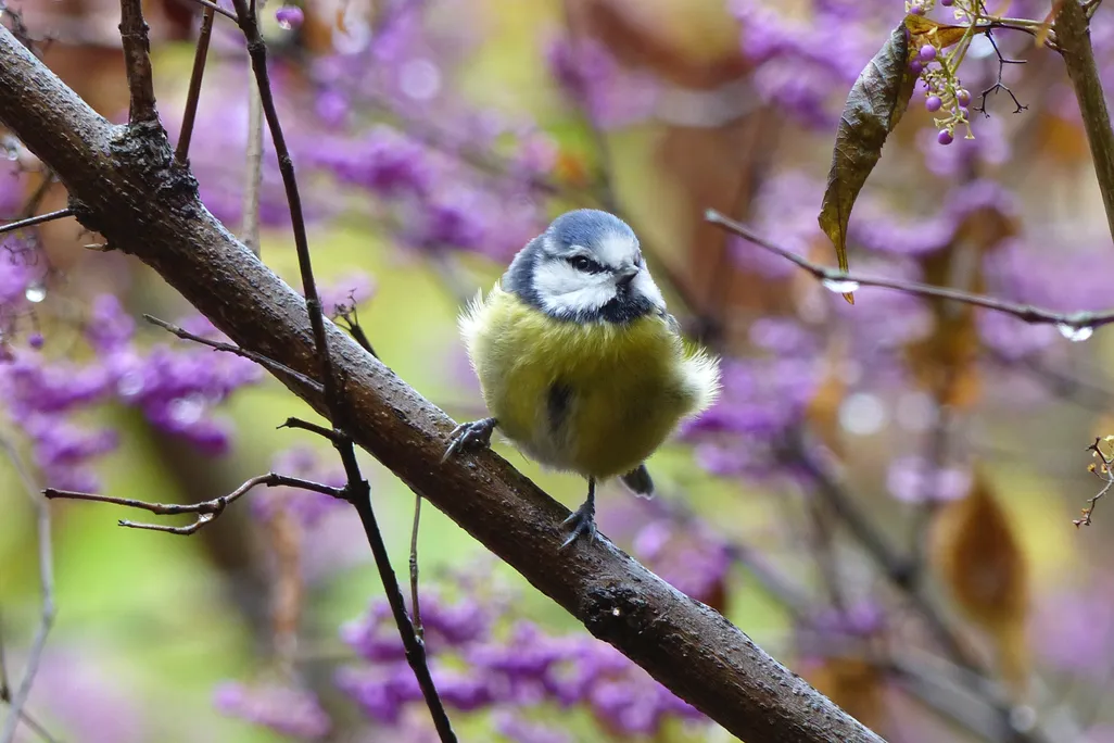 A blue tit sitting on a branch