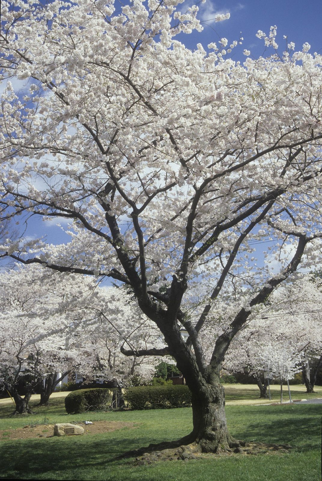 A cherry blossom tree in bloom on a sunny day.