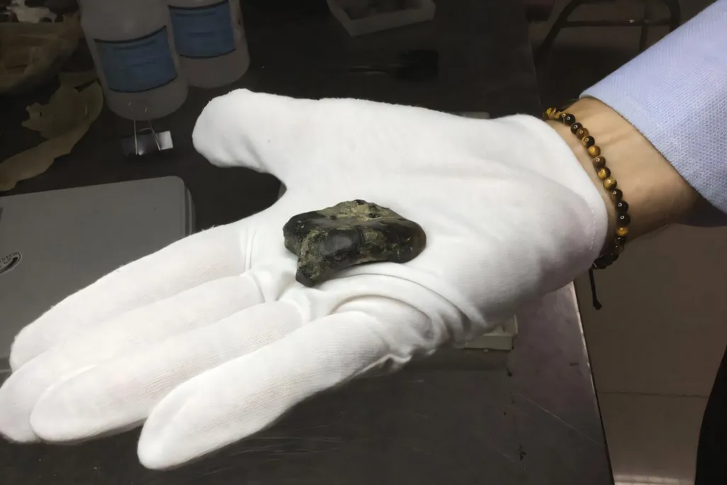 a gloved handle holding a small fossil