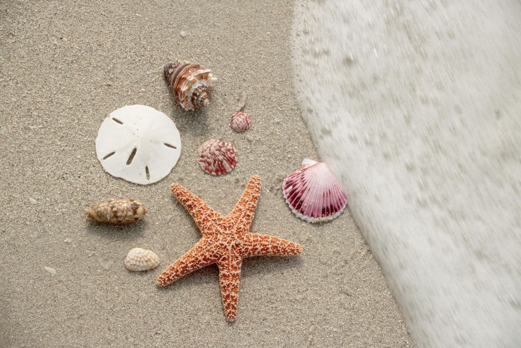 Lead Seashell Image
