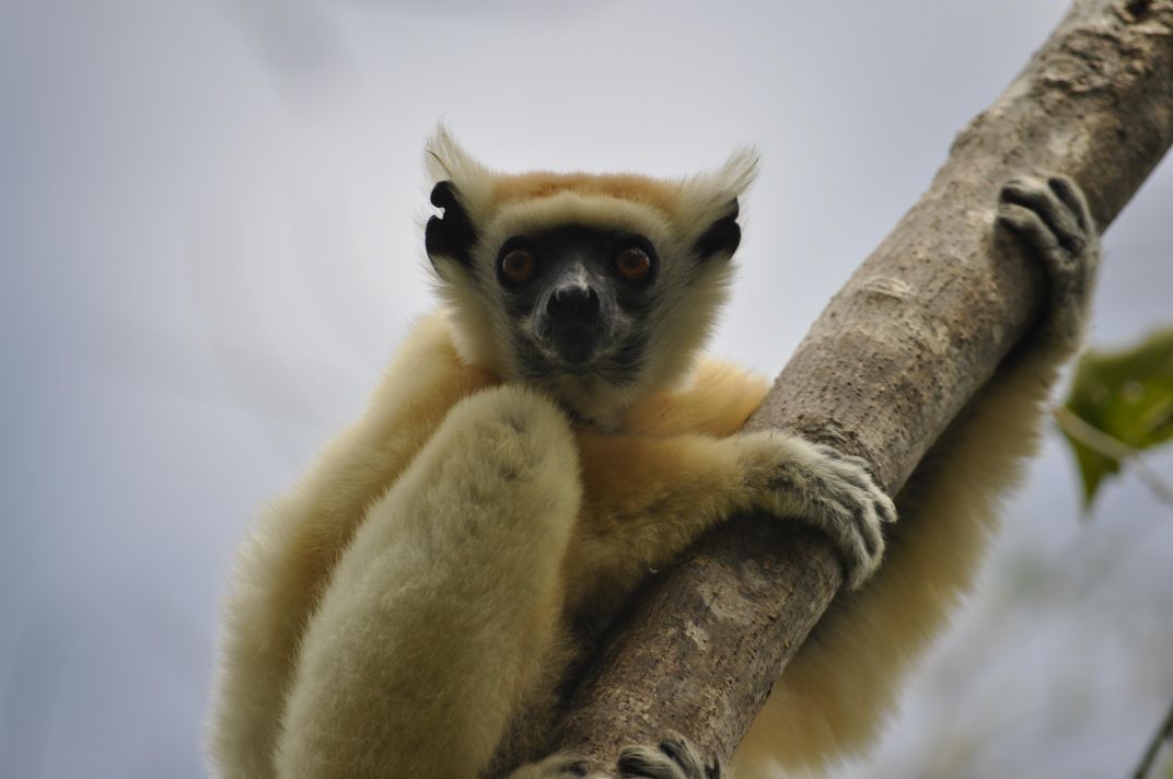 Lemur Extinctions Are Harmful to Madagascar's Plant Life, Too