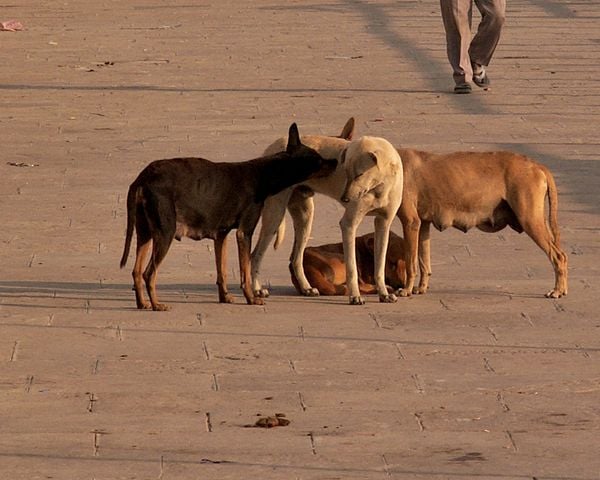 DOGS, CAMERA: KONIKA-MINOLTA, LENS:35-420MM thumbnail