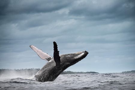 A humpback whale, not involved in the study, shows off its pecs.