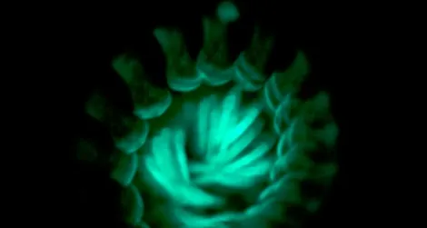 A long exposure of a Motyxia millipede highlights its greenish-blue glow