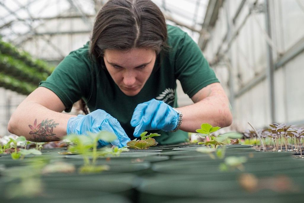  A horticulture student tending to plants