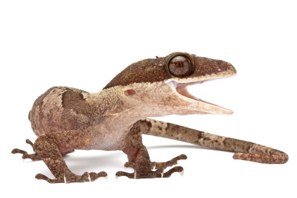 sexy gecko 