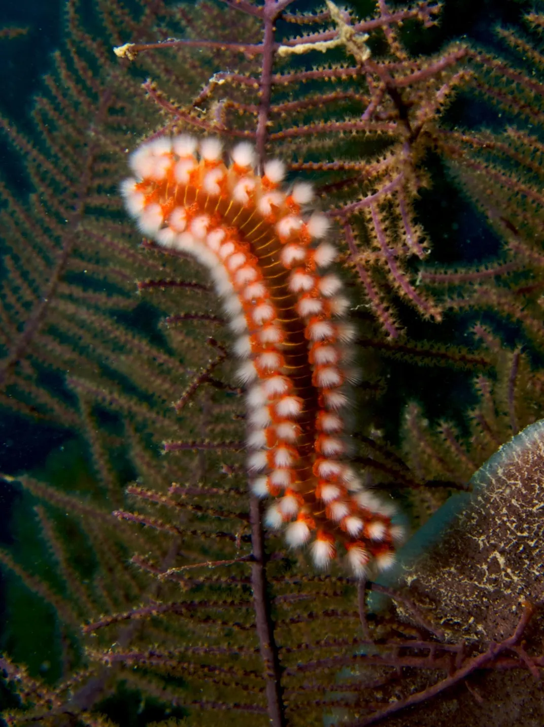 A fuzzy, red and white worm.