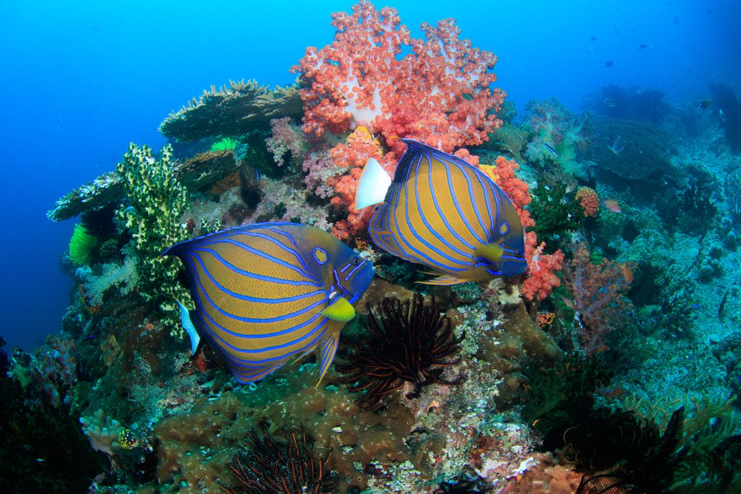 Blue ring angelfish swim past corals off West Papua, Indonesia.