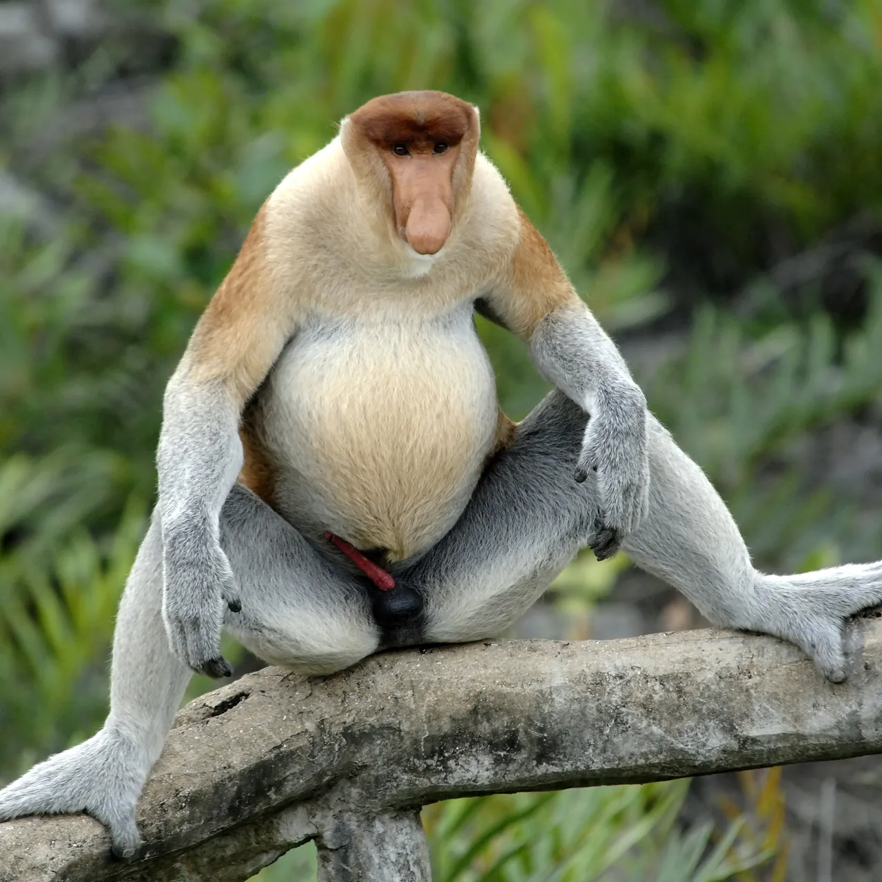 animals penises  Biologists Are Biased Toward Penises