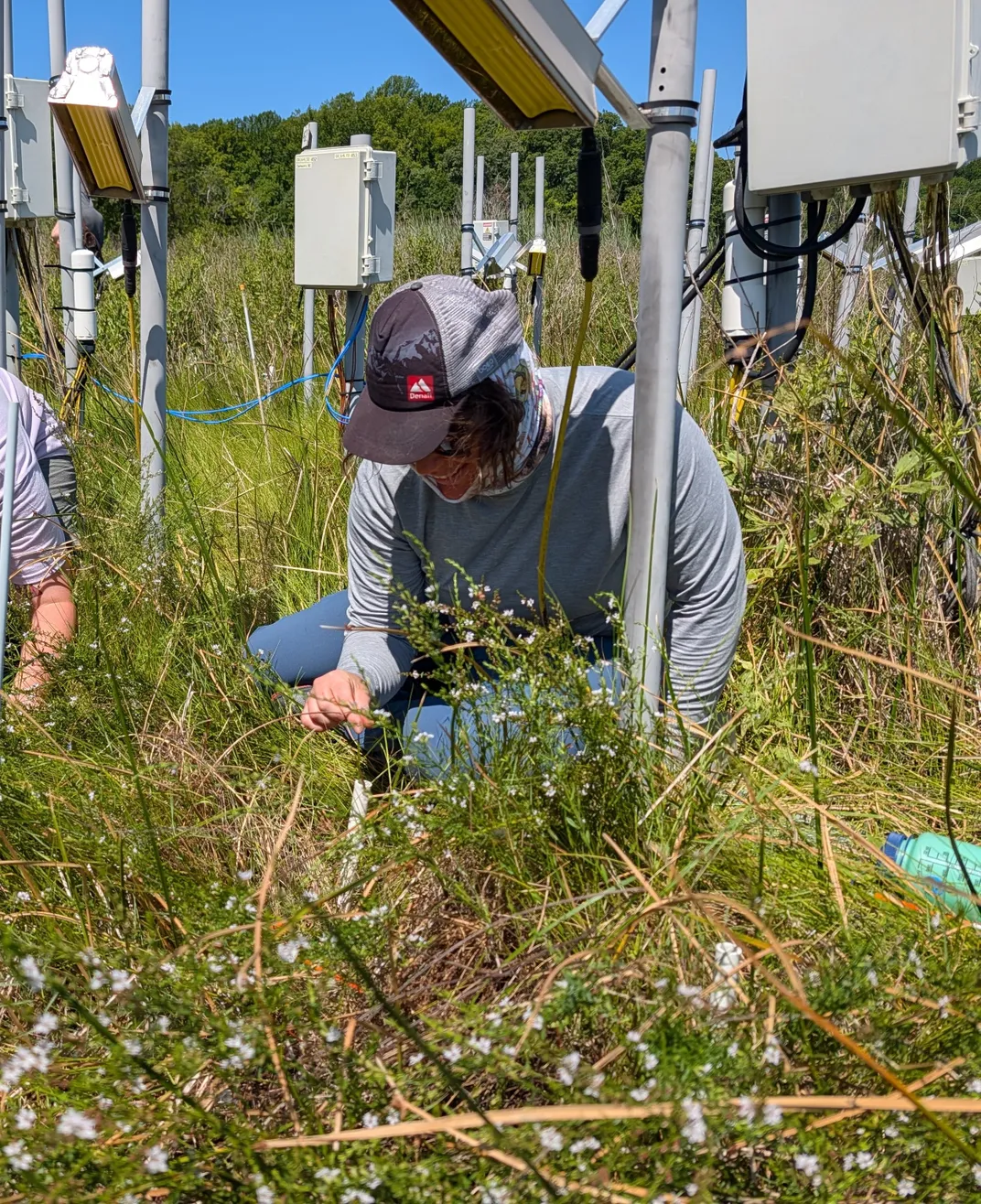 Nowakowski counts individual blades of salt marsh grass