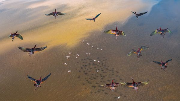 Glossy Ibis Herd thumbnail