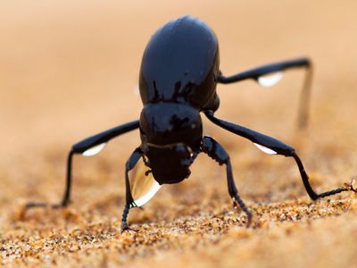 The Namib desert beetle gathers water from fog that condenses on its bumpy back—which inspired one company to design a self-filling water bottle.