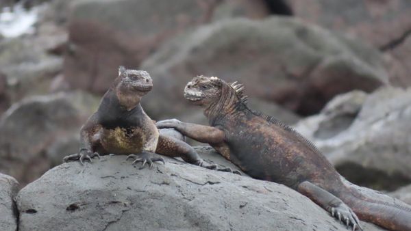 Marine iguanas, San Cristobal, Galapagos thumbnail