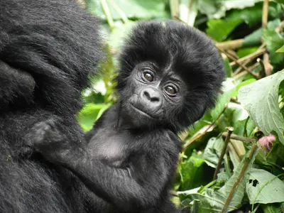 An infant mountain gorilla from the Katwe group in Bwindi Impenetrable National Park, Uganda. 

