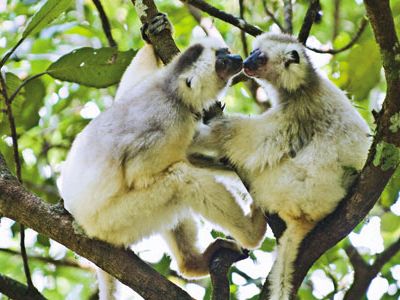 Lemur Silky Sifaka grooming
