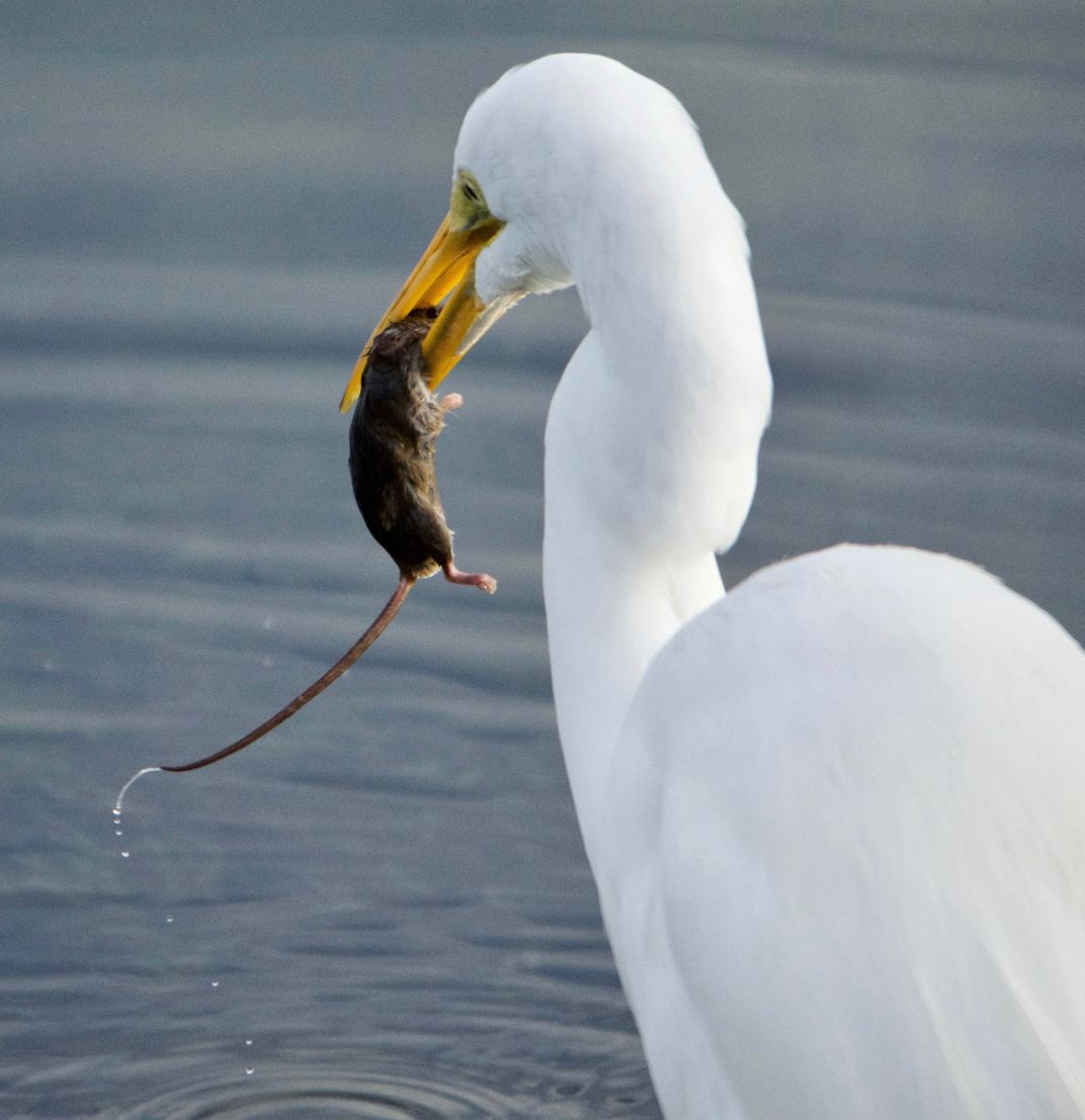 Egret vs. mouse at Bolsa Chica Wetlands | Smithsonian Photo Contest ...