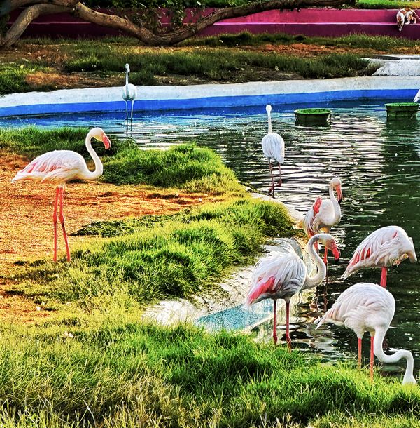 Flamingo lake thumbnail