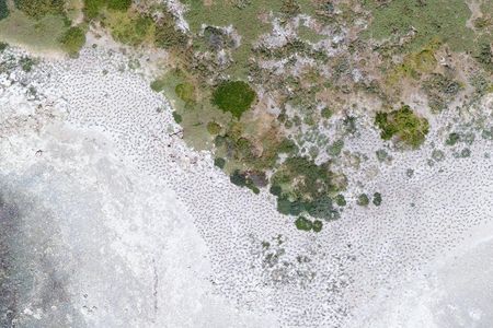 A drone image of a breeding colony of Greater Crested Terns. Researchers used plastic bird decoys to replicate this species in an experiment that compared different ways of counting wildlife.