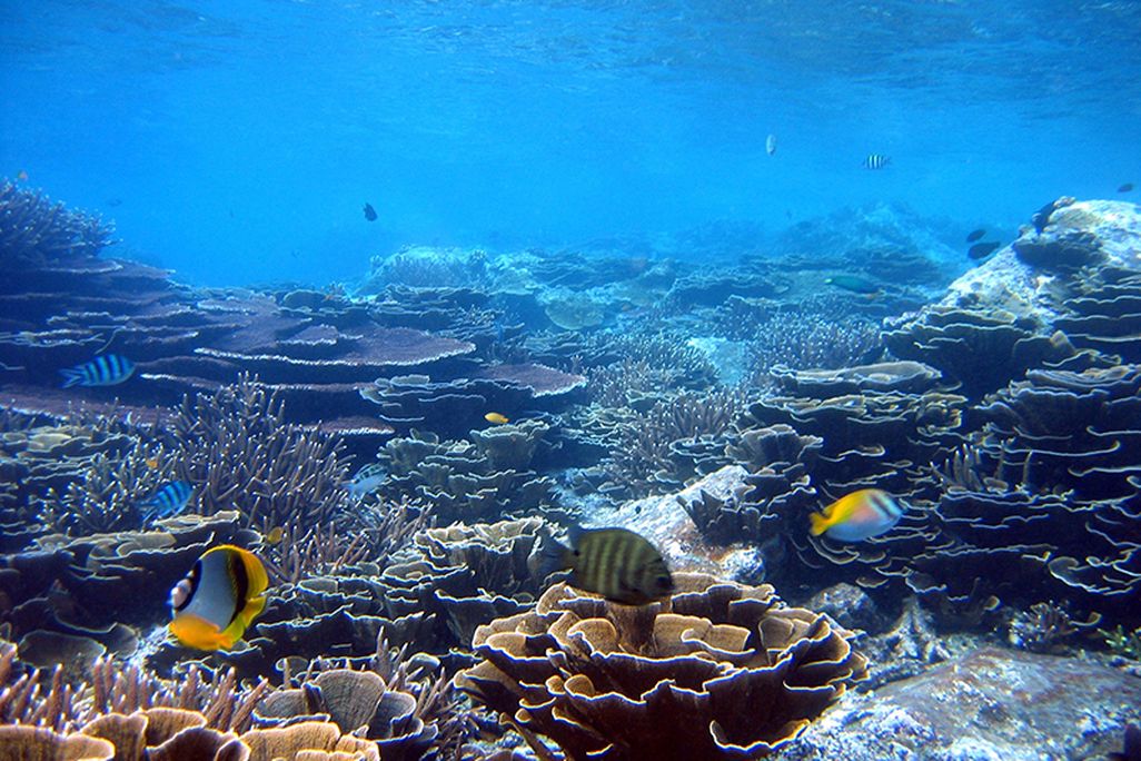 Acropora Coral Reef