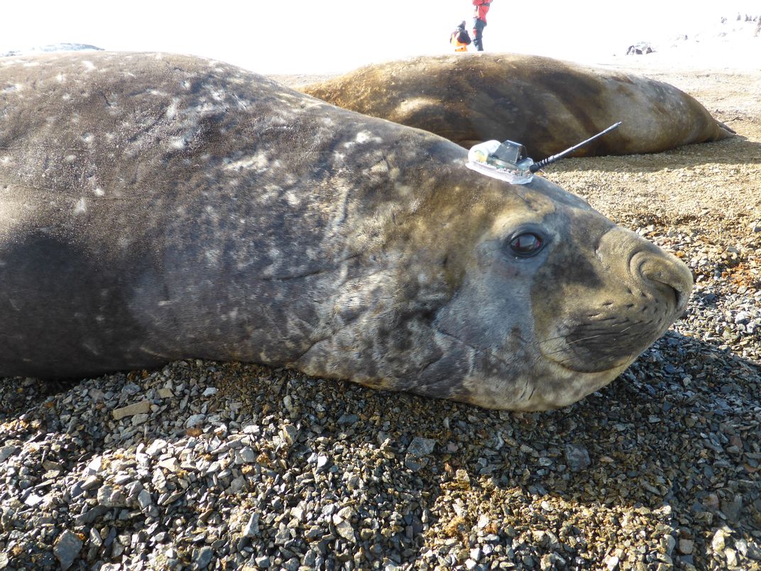 How Data-Gathering Seals Help Scientists Measure the Melting Antarctic 