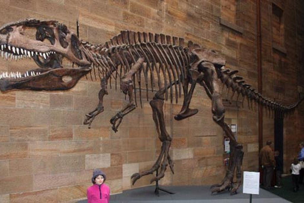 20110520083117giganotosaurus_austmus_email.jpg