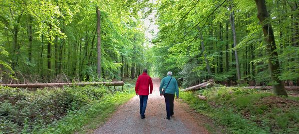 A walk through the woods thumbnail