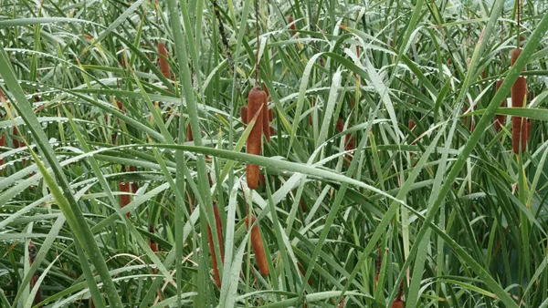 Reeds and cattails thumbnail