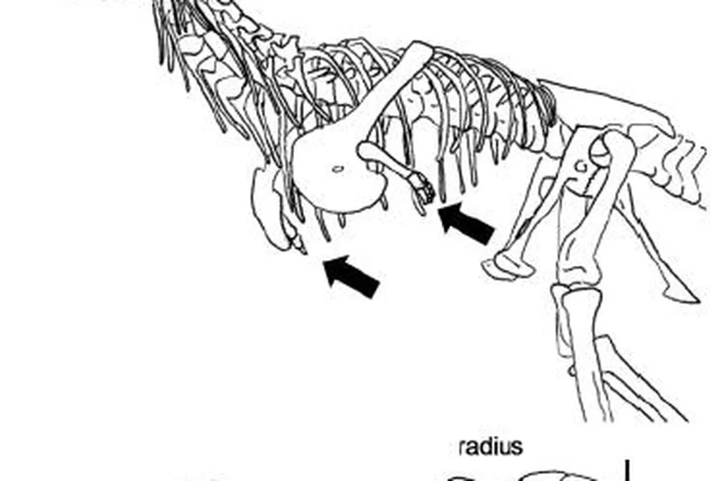 20110520083251abelisaurid-arms.jpg
