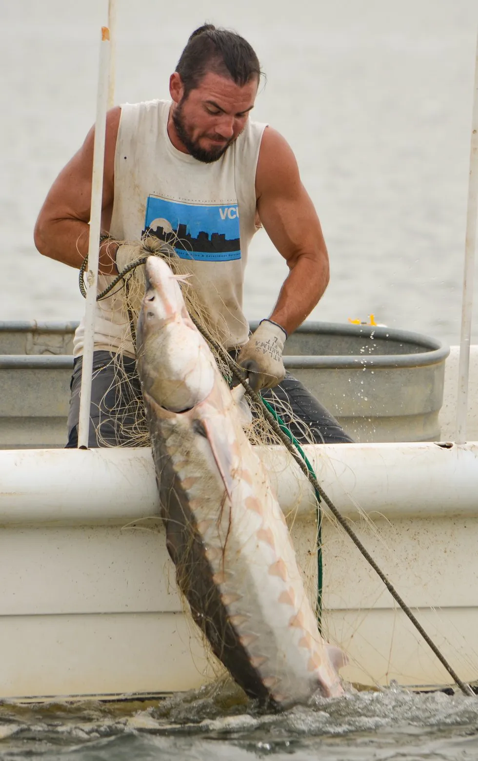 Matt Balazik Pulling In Sturgeon