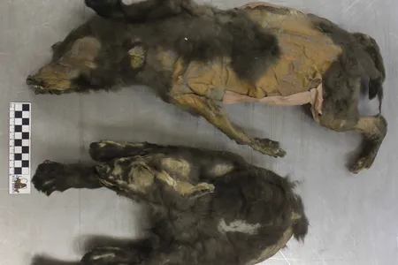 The well-preserved cubs&mdash;which turned out to be sisters&mdash;were discovered in 2011 and 2015 in northern Siberia.