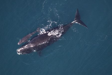 A mother right whale and her calf. 