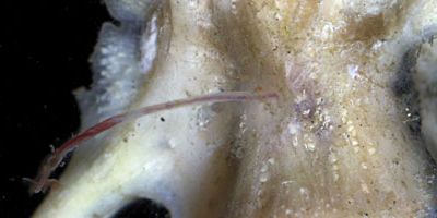 A bone-munching worm eating a fish bone.
