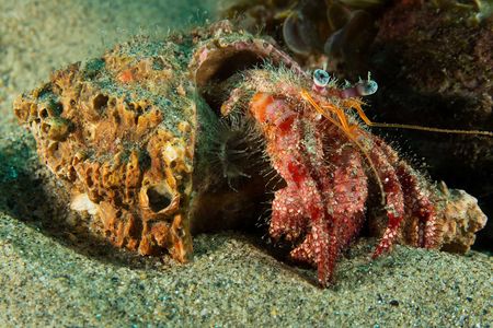 Hermit crabs are essential scavengers in the ocean. They may crawl into discarded tires looking for food or shelter, and become trapped and die of starvation.