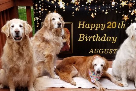 Augie and her three golden retriever "siblings" celebrate her 20th birthday in April