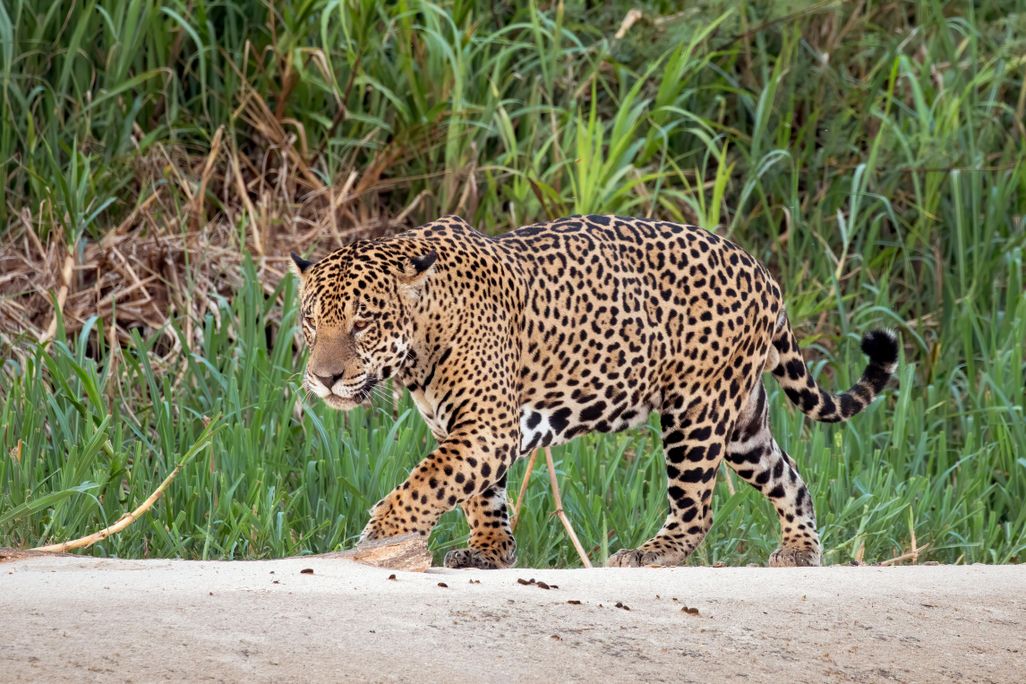 A picture of a beige colored large spotted Jaguar seen stalking towards the left of the picture.