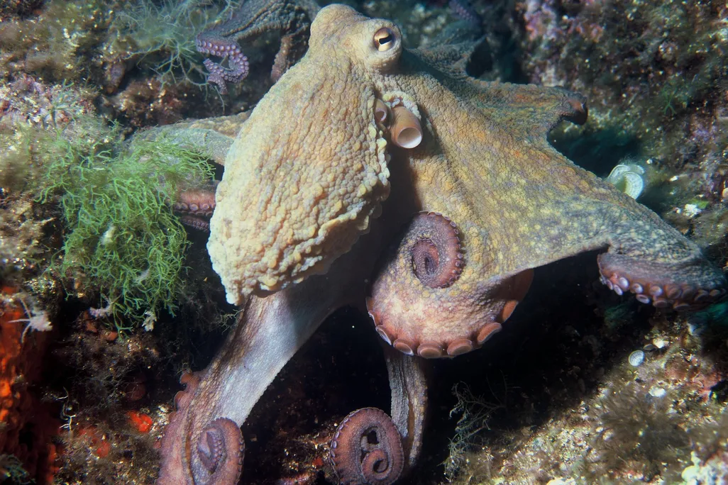 An octopus pictured on the ocean floor. It is facing away from the camera and has its tentacles curled up in coils.