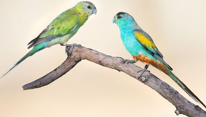 Australia&rsquo;s Most Endangered Parrot Faces an Unusual Threat: Trees