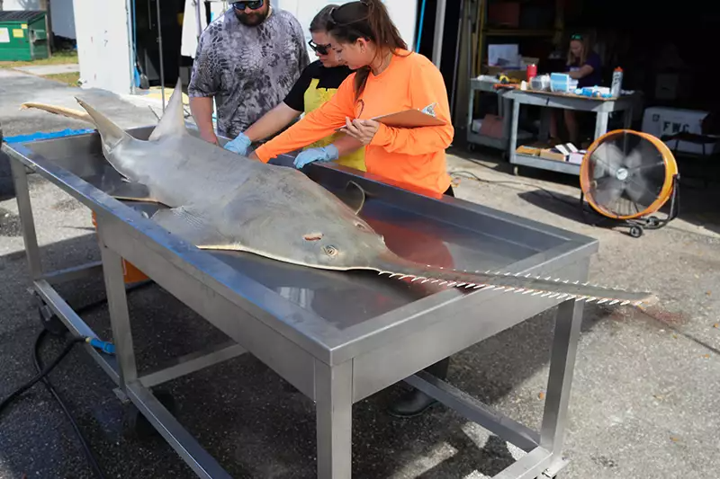 The abnormal behavior has raised special concerns about the endangered smalltooth sawfish, an odd-looking ray with chainsaw-like teeth, as 28 of them 